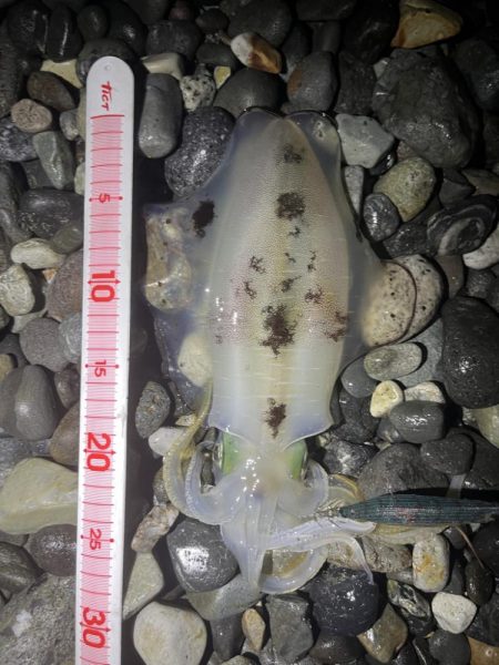 アオリイカ釣行