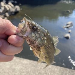 久しぶりのバス釣り
