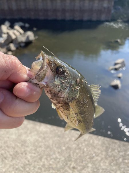 久しぶりのバス釣り