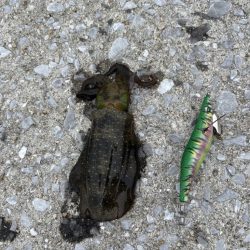 ひさびさのエギング