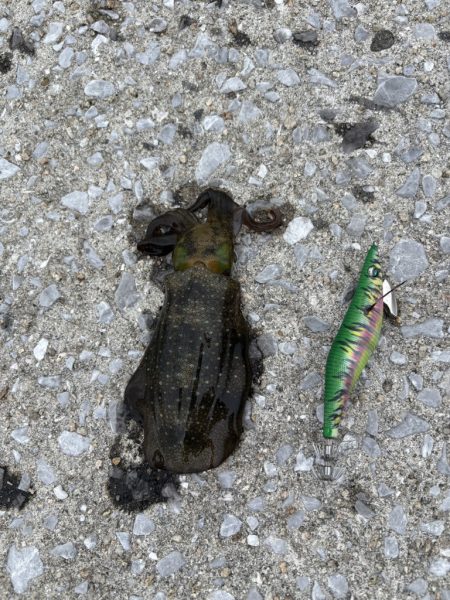 ひさびさのエギング