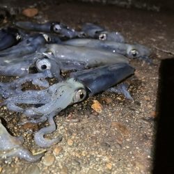 千葉港に湧き湧きのヒイカ