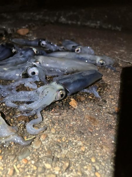 千葉港に湧き湧きのヒイカ