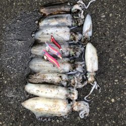 オールナイト釣行