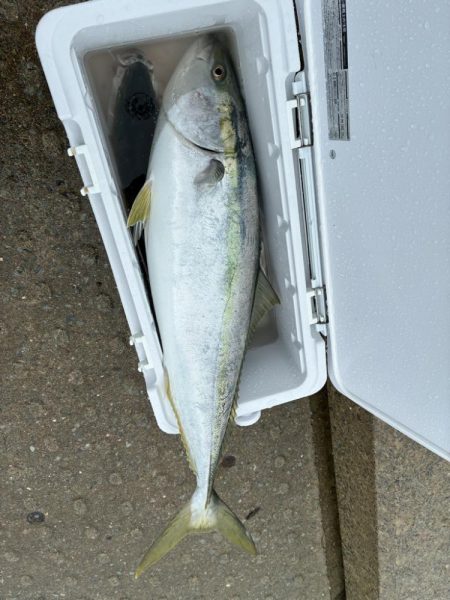 やっと出ました！