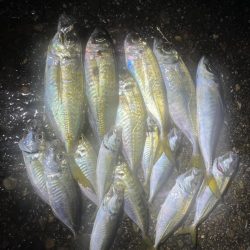 飲み会用食材の確保釣行