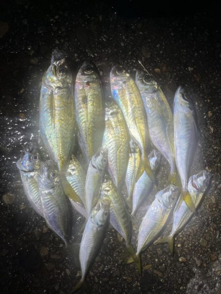 飲み会用食材の確保釣行