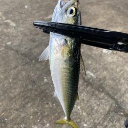 西宮浜西護岸チヌ、キビレ等