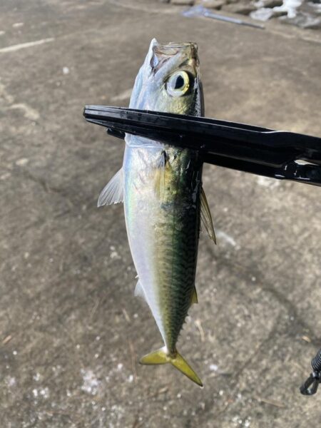 西宮浜西護岸チヌ、キビレ等