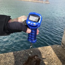 雨降ってアオリイカ