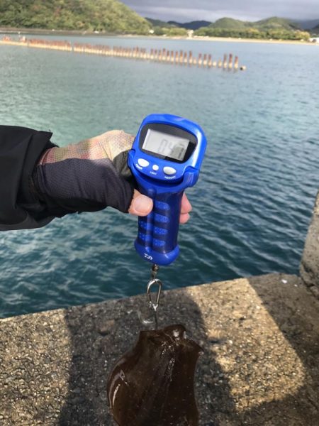 雨降ってアオリイカ