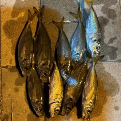 アジングしてきました