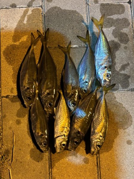 アジングしてきました