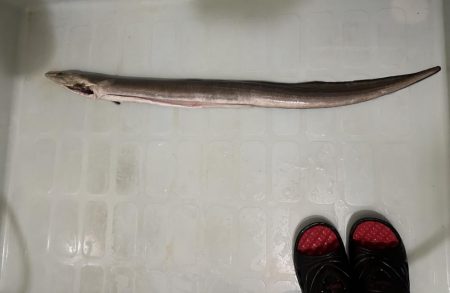 アジングとハモ