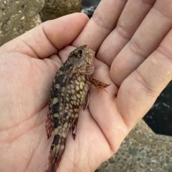 デイアジングも空振り