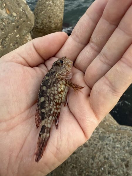 デイアジングも空振り