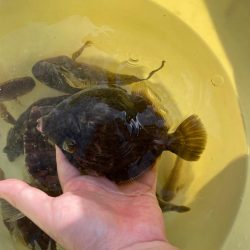 数釣りできました。