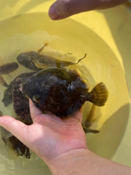 数釣りできました。