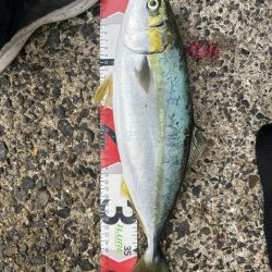 サゴシを避けてハマチ!