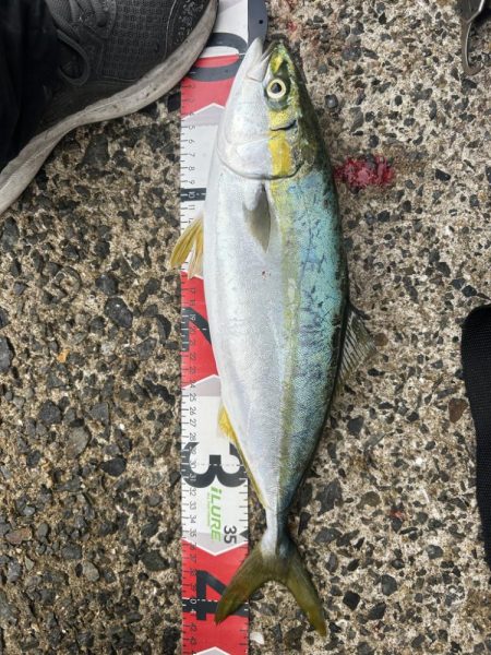 サゴシを避けてハマチ!