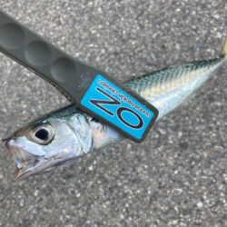 朝マズメのフロートリグでアジGET