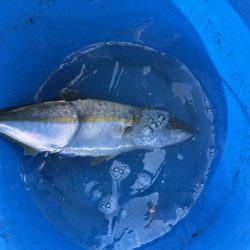 昼からの釣果