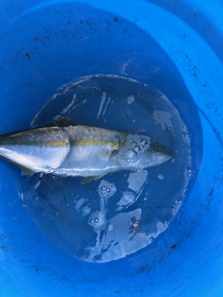 昼からの釣果