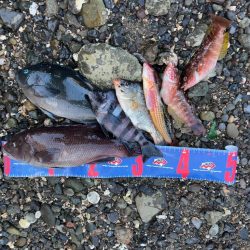 輪島市門前町深見 地磯フカセ