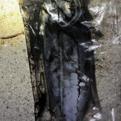 イカ，アジ，メバル