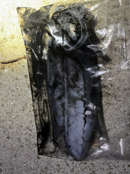 イカ,アジ,メバル