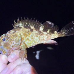 攻め過ぎました。