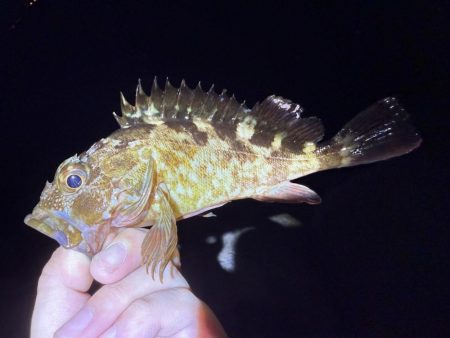 攻め過ぎました。