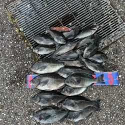 魚津港 フカセ釣り