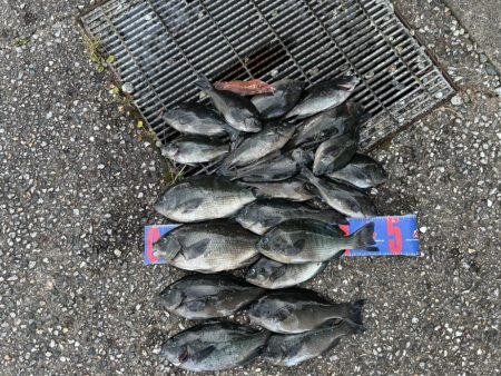 魚津港 フカセ釣り