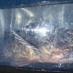 新規開拓アジング