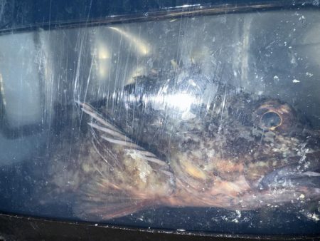 新規開拓アジング