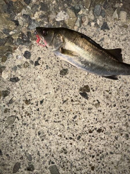 フカセからのライトゲーム