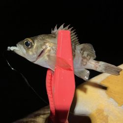 アジさんのご機嫌悪かった