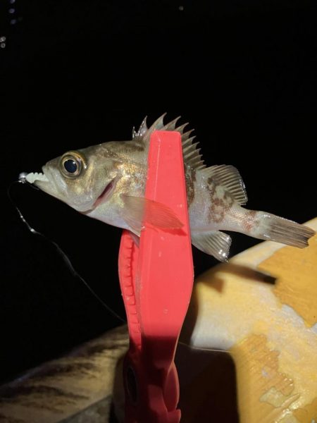 アジさんのご機嫌悪かった