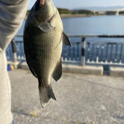 貝塚水路　夜釣り