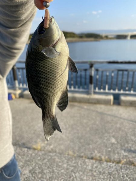 貝塚水路　夜釣り