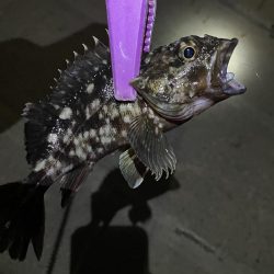 大阪湾奥アジング