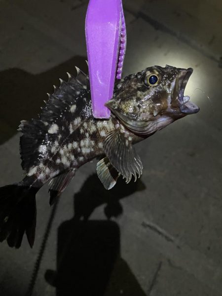 大阪湾奥アジング