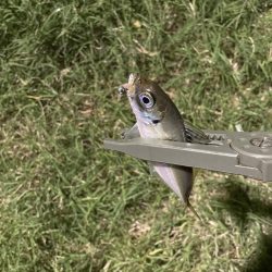 ジグ単de~アジング！これからやのに