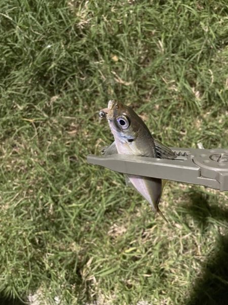 ジグ単de~アジング！これからやのに