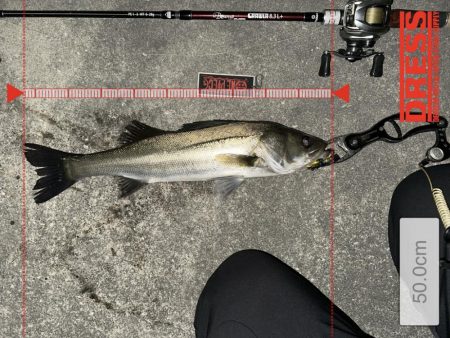 激シブでもボトルは何とかなる！