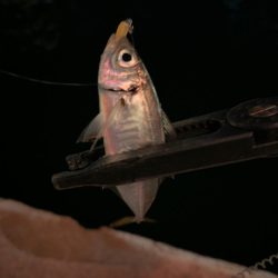 激寒アジング！