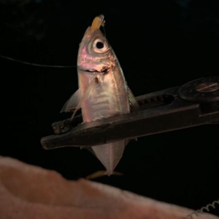 激寒アジング！