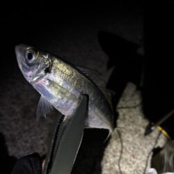 あわじの美味しいアジ調達