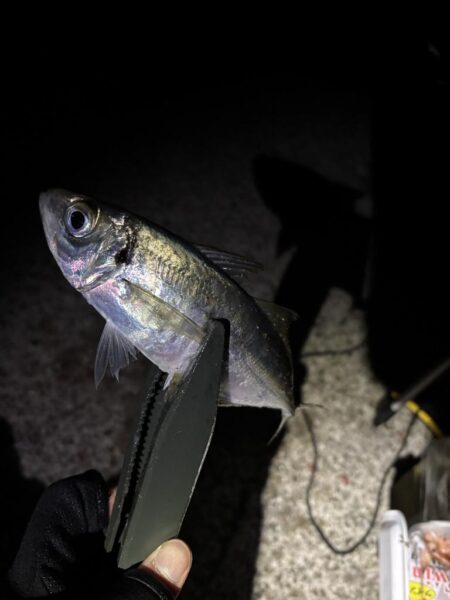 あわじの美味しいアジ調達